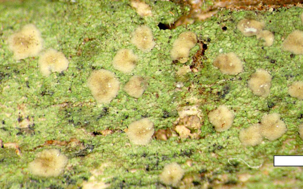 Micarea stellaris, a newly described lichen species