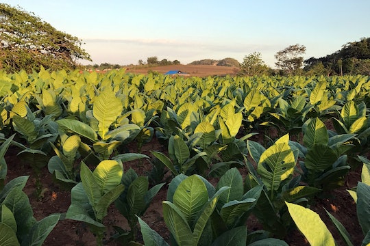 A tobacco field