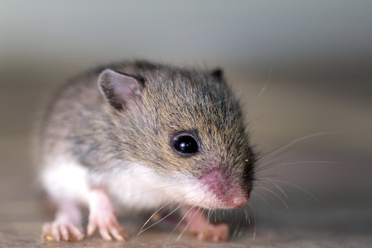 A baby mouse