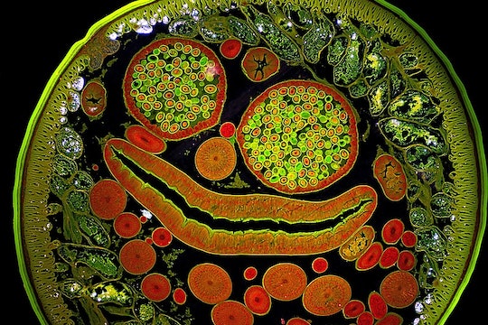 red and green image of the inside of a roundworm, with different cell types in different colors