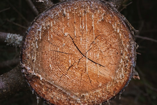 a cut tree oozing resin