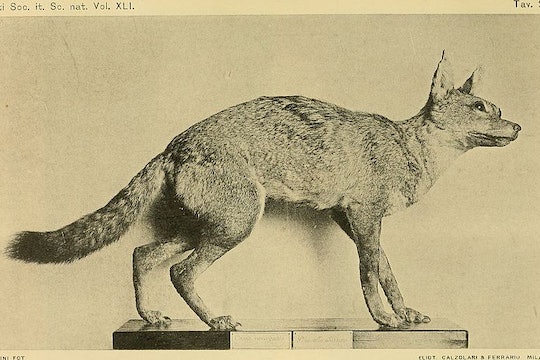 a scientific drawing of a small wolf museum specimen