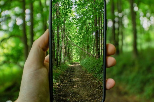 A green forest is seen through a cell phone held in a person's hand.
