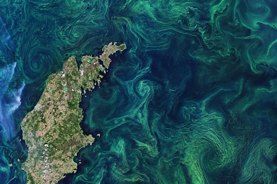 The Copernicus Sentinel-2 mission takes us over the green algae blooms swirling around the Baltic Sea.