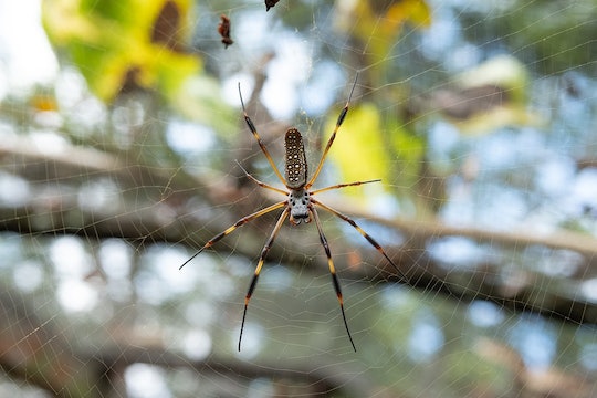 a large brown and yellow spider hanging in its web
