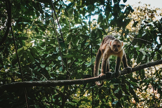 a monkey crouched on a tree branch