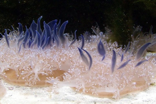 an orange jellyfish with blue tentacles extending above it