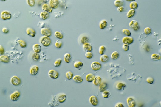Pavlova microalgae under a microscope