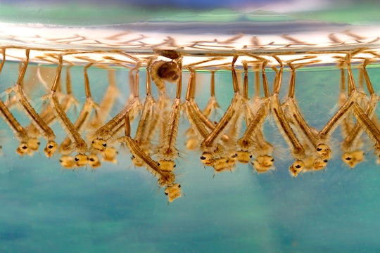 Culex mosquito larvae in water