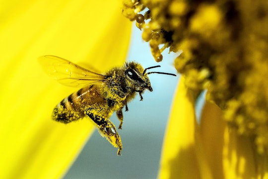 honeybee covered in pollen with a yellow flower