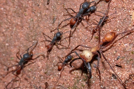 Eciton burchellii army ants