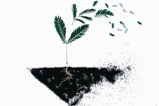 a drawing of a plant in the dirt with its roots visible
