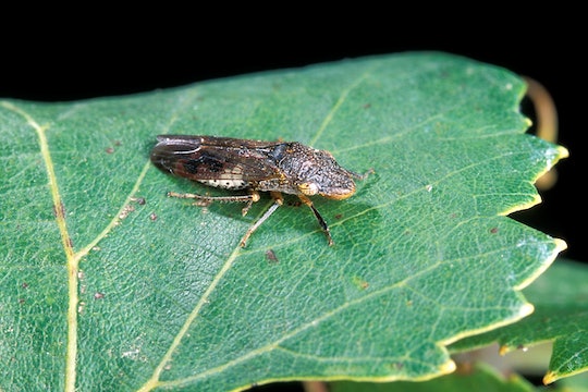 A glassy-winged sharpshooter, which transmits X. fastidiosa