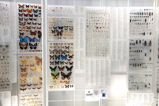 a wall of pinned insects in a museum