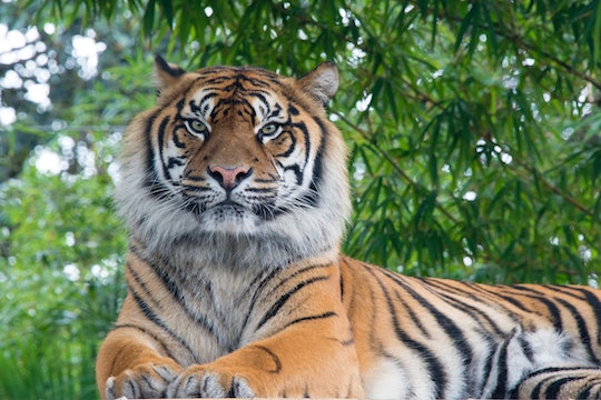 an adult tiger in nature