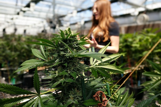 A tour guide leading a group through a marijuana grow facility