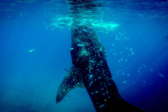 whale shark at the surface of the water with smaller fish all around