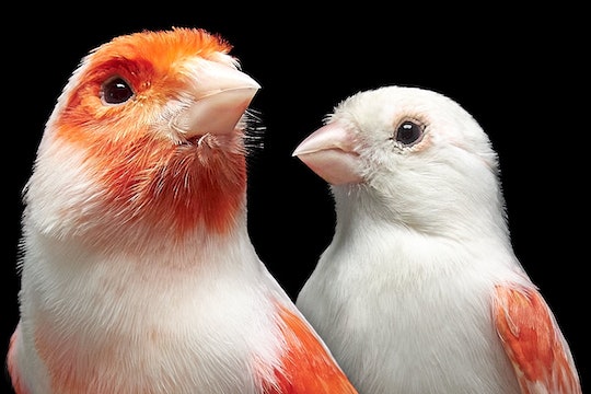 brightly colored male and white female mosaic canary