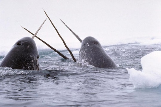 A pod of narwhals emerging from the ice