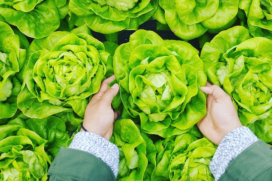person picking a head of lettuce up from a group of lettuces