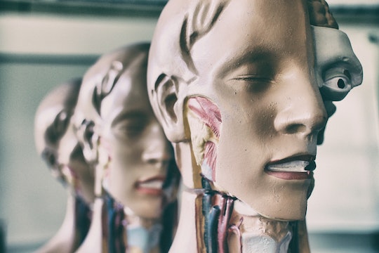 Training mannequins showing human head and neck anatomy 