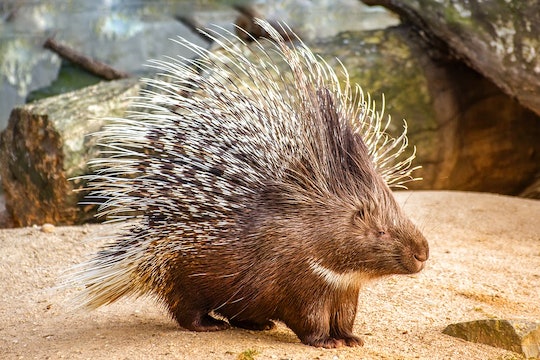 a porcupine close-up