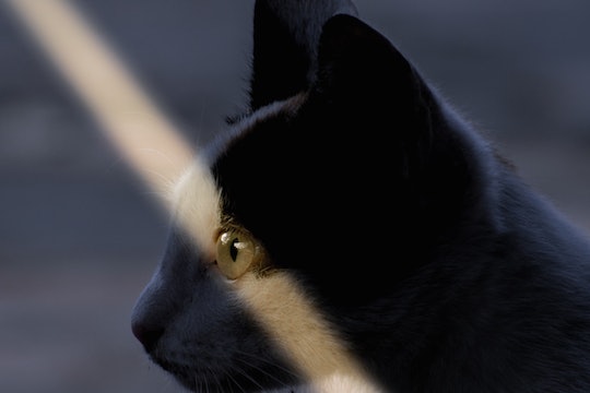 A beam of light falls across a cat's eye