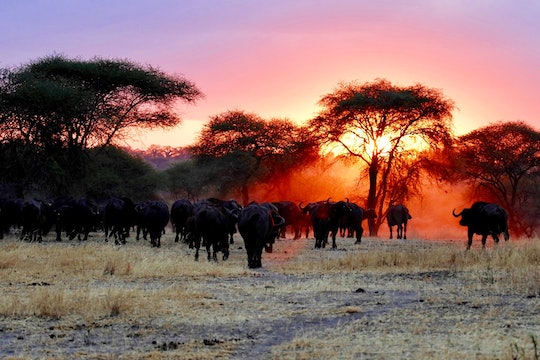 animals silhouetted against a sunset