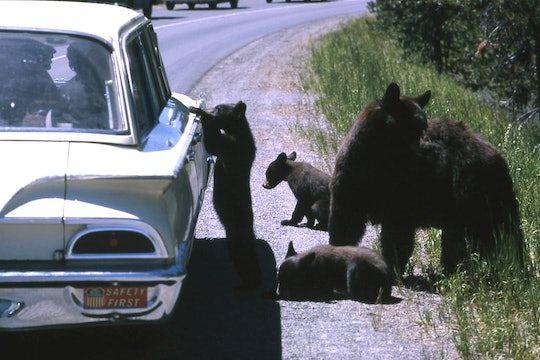 Sow black bear and three cubs by a stopped car. One cub has front paws on on passenger door.
