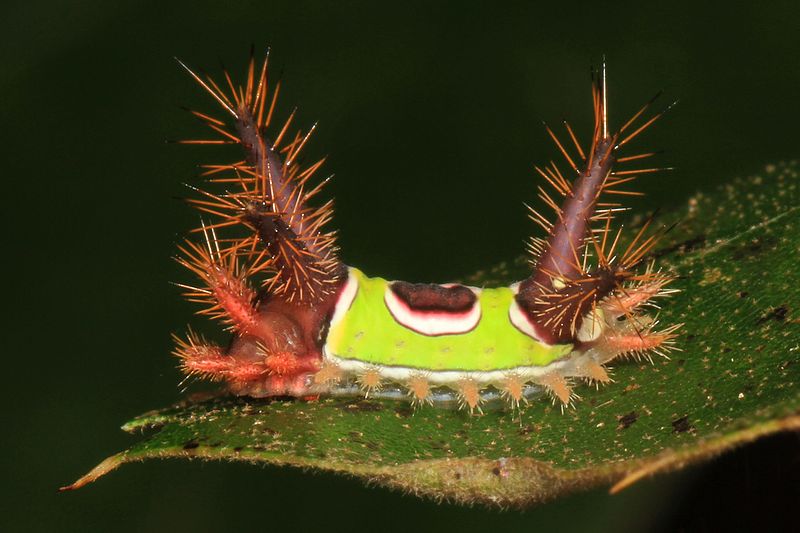 saddleback caterpillar, a green and brown caterpillar with long stingers sticking up from its body
