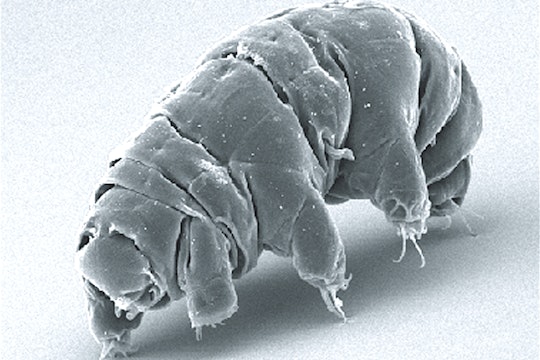 Tardigrade waterbear SEM micrograph