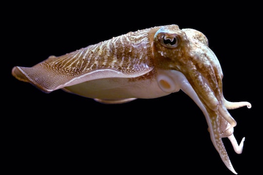 Cuttlefish at Nausicaä Centre National de la Mer, Boulogne-sur-Mer, France