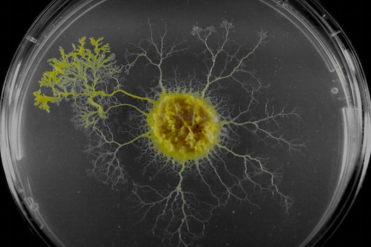 A slime mold in a petri dish