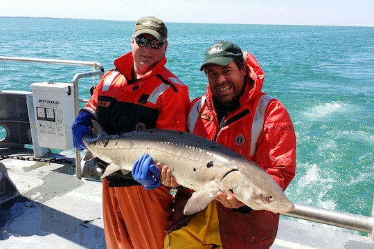 Two United States Geological Survey (USGS) scientists holding  an adult lake sturgeon caught in Lake Ontario