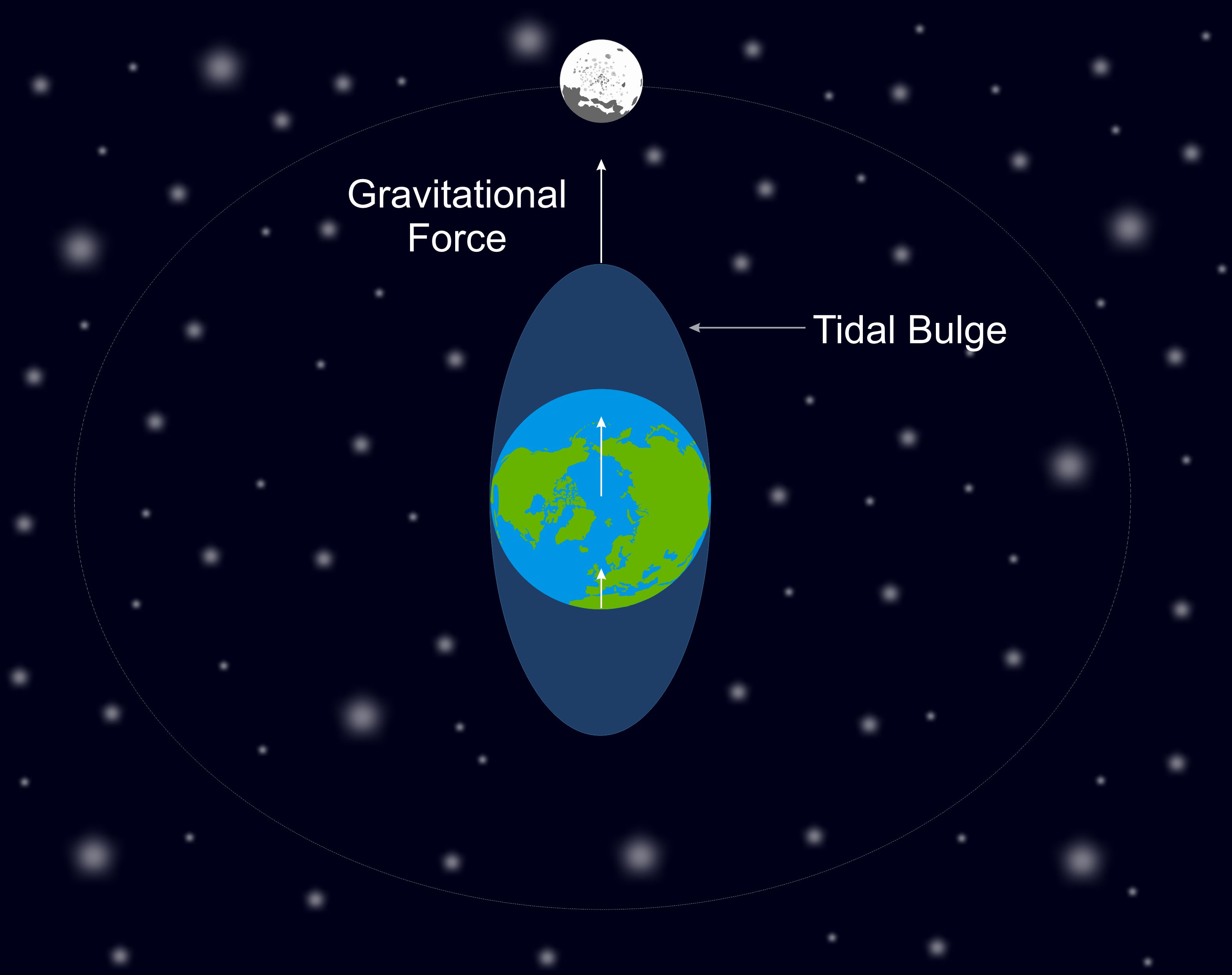 The gravitational force exerted on Earth by the Moon is strongest on the side closest to the Moon (depicted with arrow lengths). This stretches the Earth’s surface, creating a tidal bulge at the sides of the Earth closest and furthest from the Moon