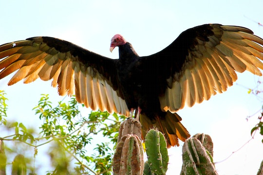 A turkey vulture spreading its wings