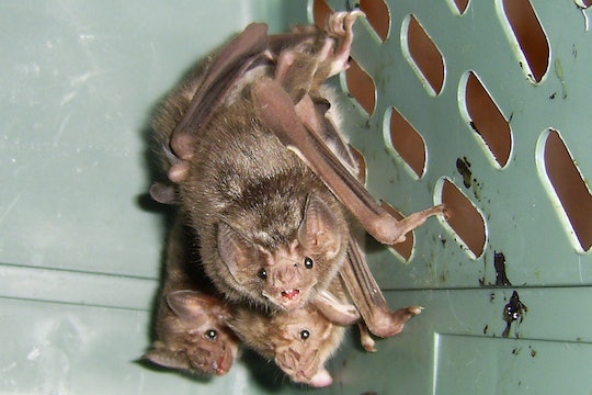 A trio of vampire bats inside a crate.