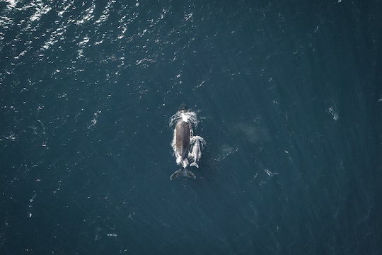 a photo of a whale and her calf from the air